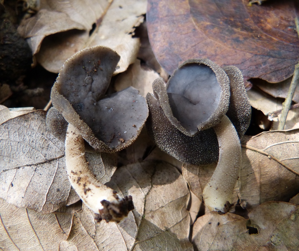 Helvella pezizoides